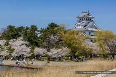 長浜城の桜