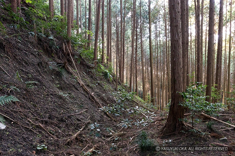 信貴山城・立入殿屋敷北切岸