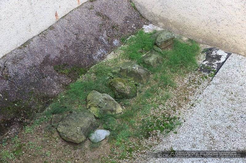 北ノ庄城の根石