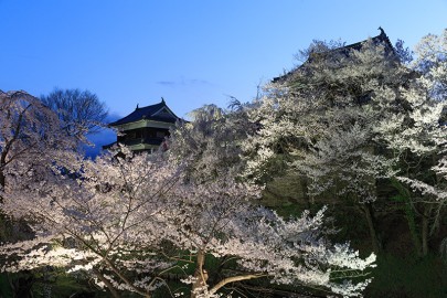 上田城の桜