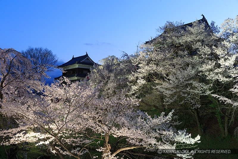 上田城の桜