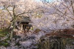 高遠城の桜