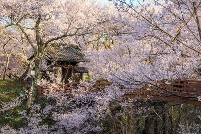 高遠城の桜
