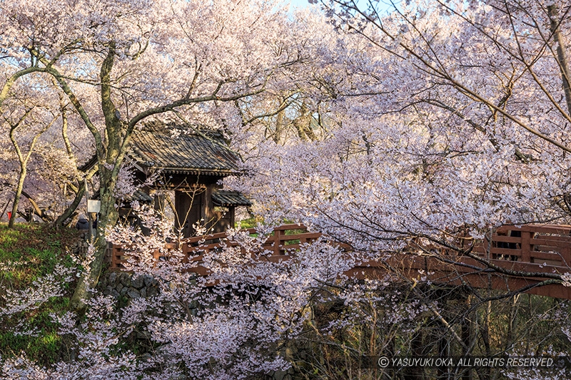 高遠城の桜