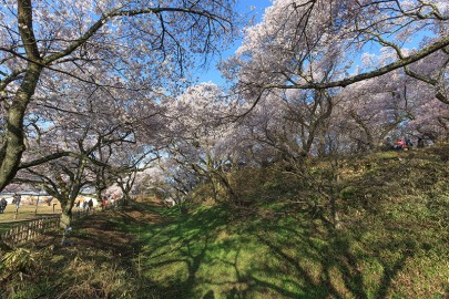 高遠城の桜