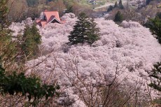 高遠城の桜