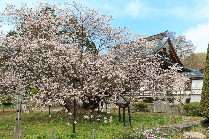 血脈桜・光善寺