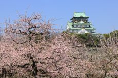 大阪城の梅林