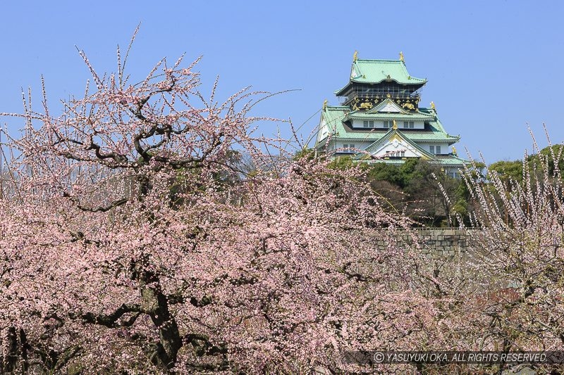 大阪城の梅林