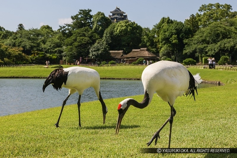 後楽園のタンチョウ