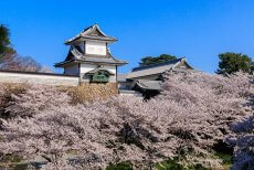金沢城の石川門と桜
