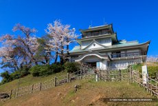 小牧山城の桜