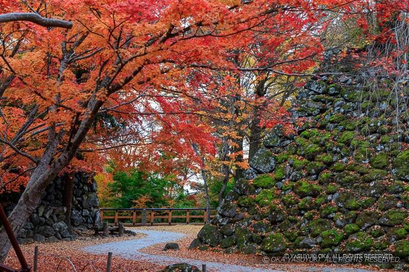 小諸城本丸石垣と紅葉