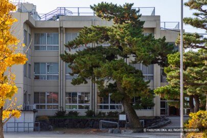 長島城本丸南西隅に残る黒松