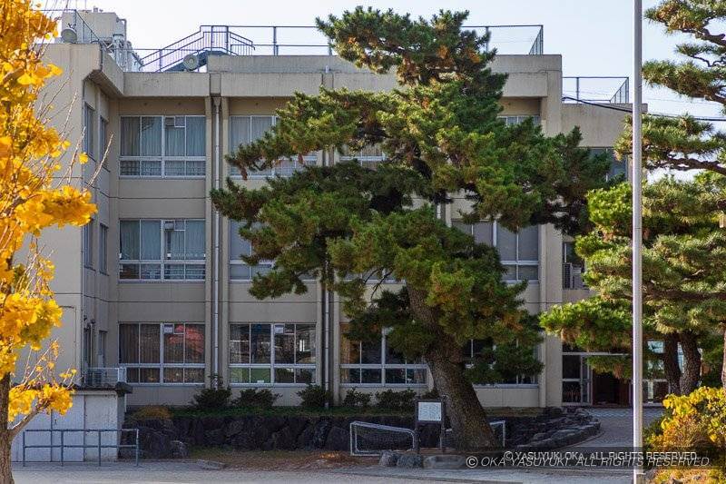 長島城本丸南西隅に残る黒松