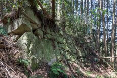 飯盛山城・新発見の石垣（土留め説有り）