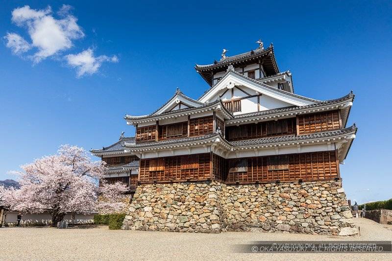 福知山城と桜