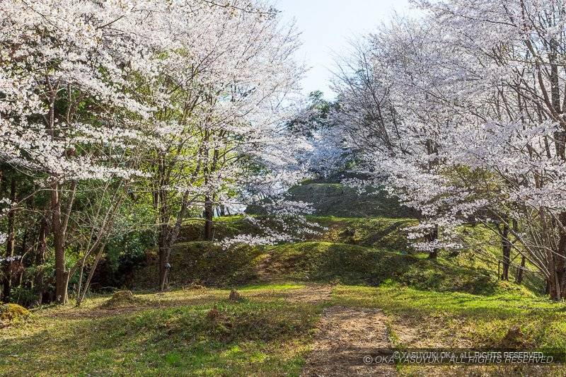 猪崎城主郭北側の段曲輪の桜