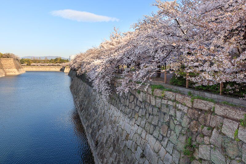 南外堀沿いに咲く桜