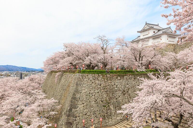 桜に包まれる津山城