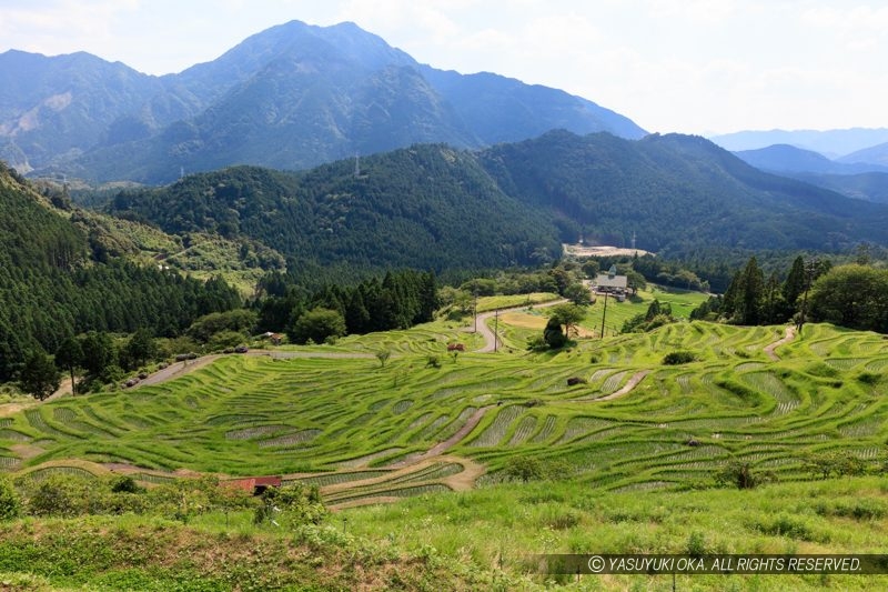 丸山千枚田