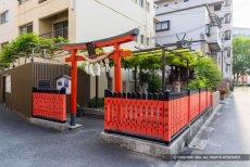 野田の藤（春日神社）