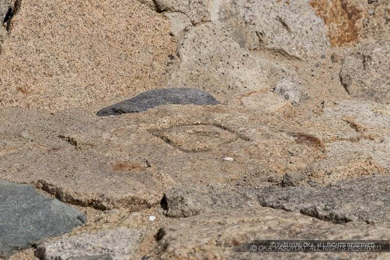 神戸第一波止場の天端の内側の敷石に見られる刻印