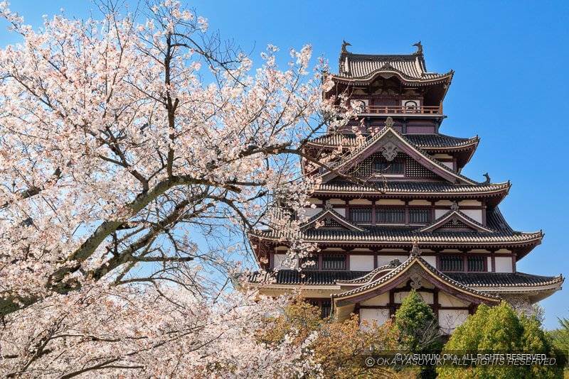 伏見城の天守と桜