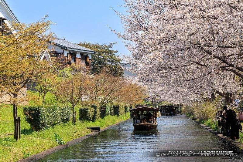 伏見城下の十石舟と桜