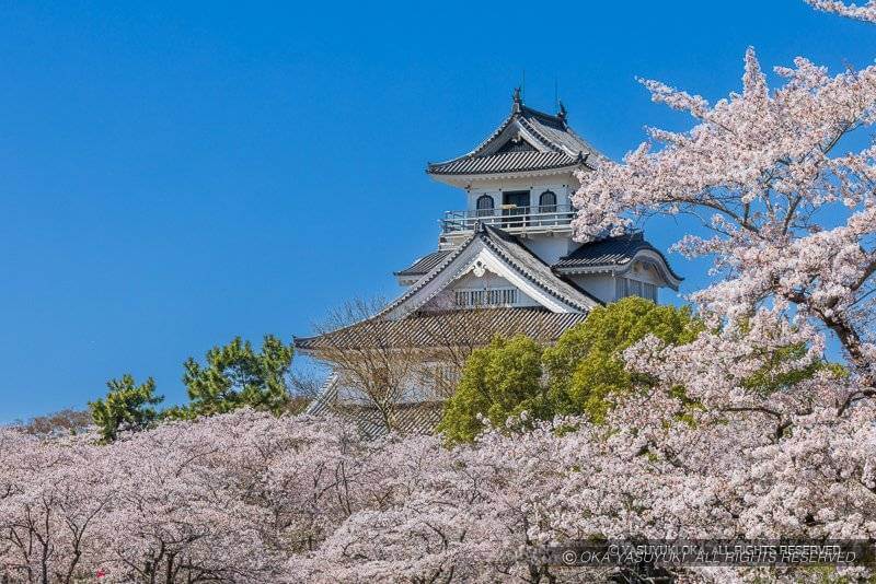 長浜城天守の桜風景