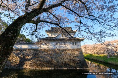 2026年の桜と城 ─遠出を控え近場で拾った春の断片─
