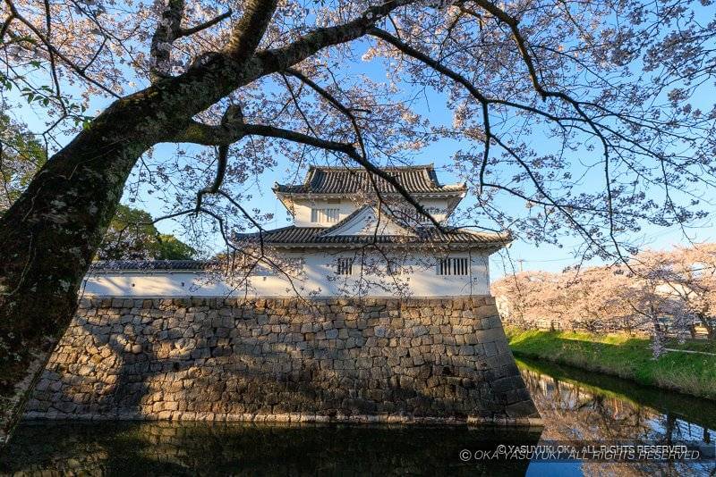 水口城の模擬御矢倉「水口城資料館」と桜