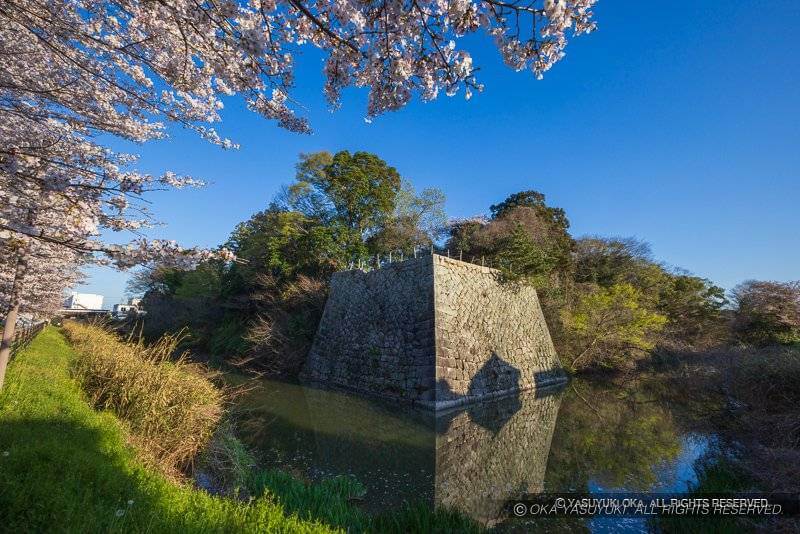 水口城の乾御矢倉台と桜風景