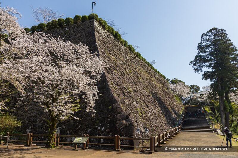 延岡城の桜（宮崎県）