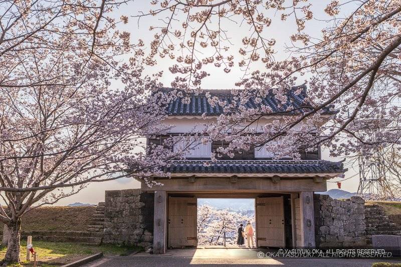 臼杵城の桜の情景