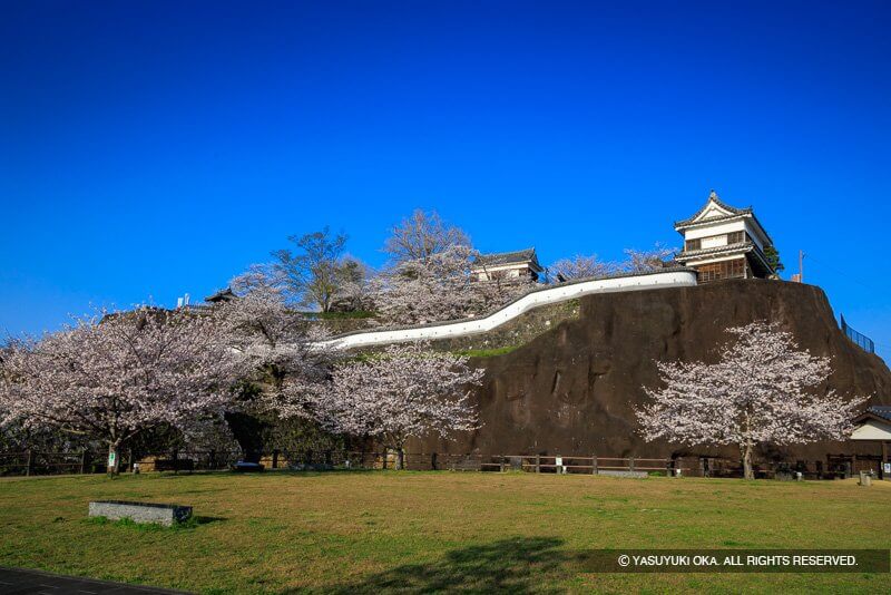 臼杵城の桜（大分県）