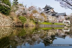 大和郡山城は桜の名所
