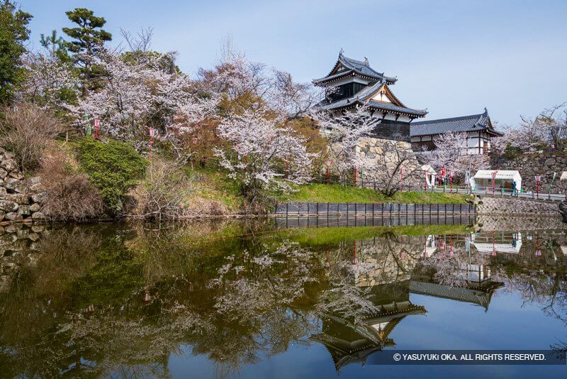 大和郡山城の桜（奈良県）