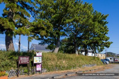 相良城二の丸のマツ