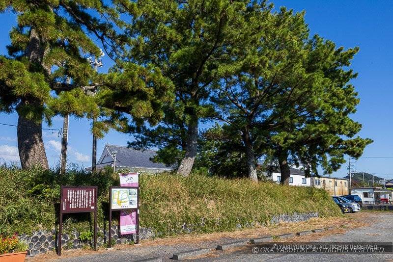 相良城二の丸のマツ