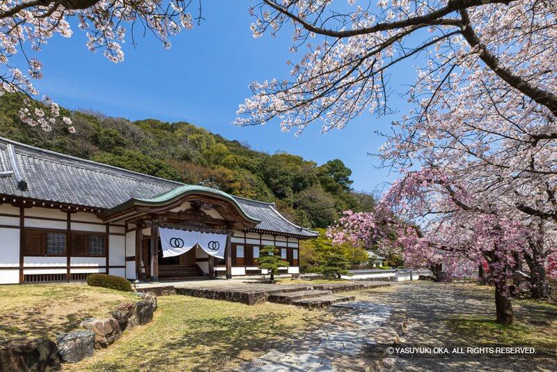 龍野城の桜（兵庫県）