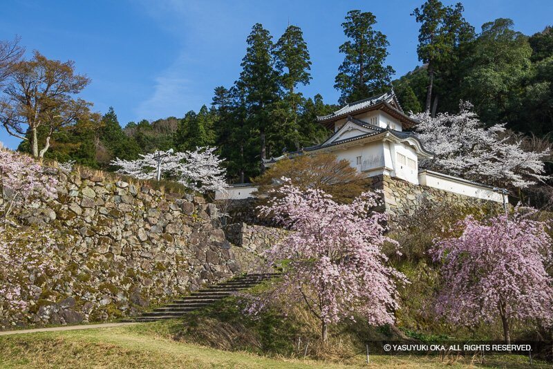 出石城の桜（兵庫県）