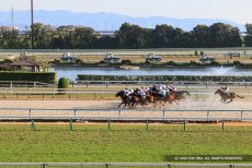 京都競馬場の池（巨椋池の名残）