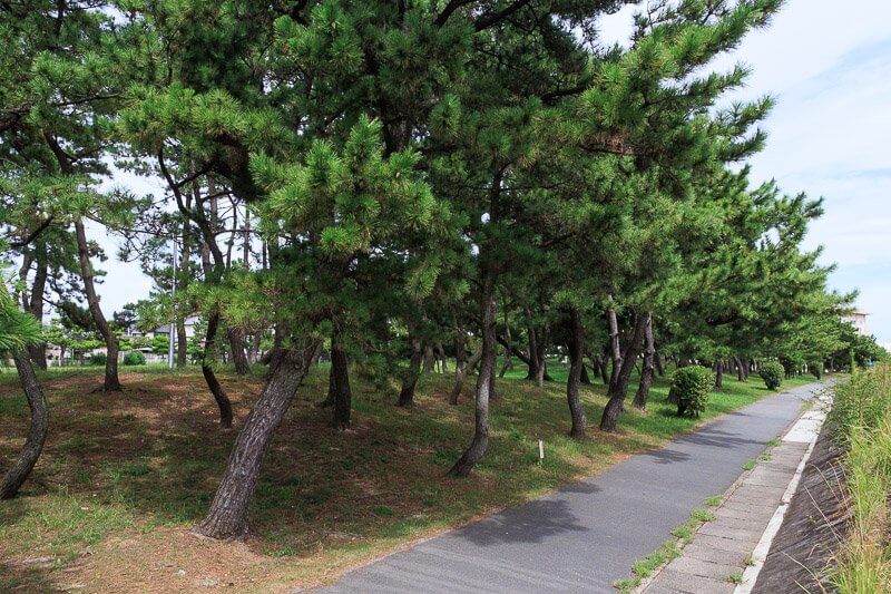 望海浜公園の松林