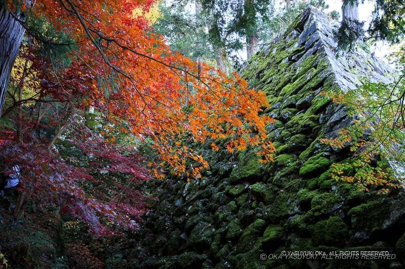出石城の紅葉