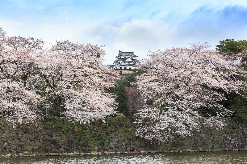 彦根城の桜