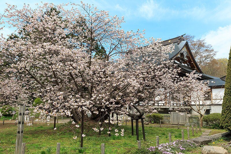 血脈桜