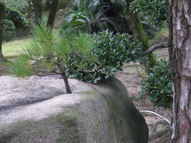 高松城ど根性松（本荘良智）