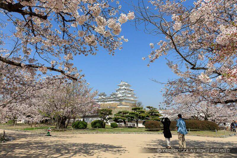 姫路城の桜