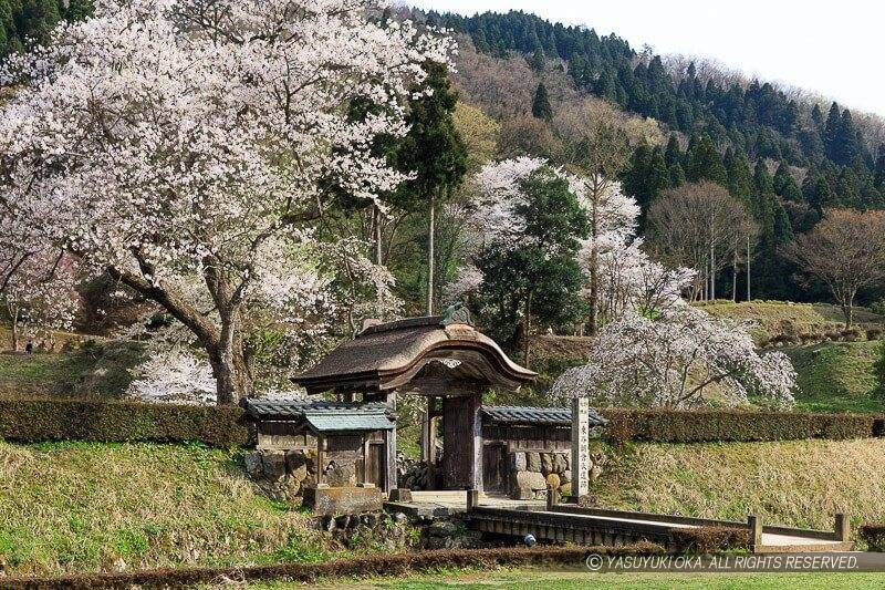 一乗谷朝倉氏遺の桜